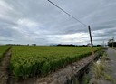 太保市-土地，2371.6坪