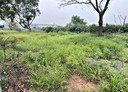 中壢區-土地，302.5坪