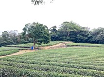 龍潭北坑段靈氣環繞茶園