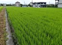 三星鄉-土地,783.2坪