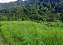 埔里鎮-土地，899坪