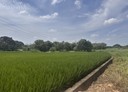 蘆竹區-土地，101坪