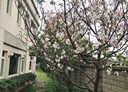 新屋區-土地，420坪