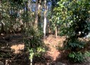 草屯鎮-土地，803.1坪