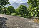 六龜區-土地，976坪