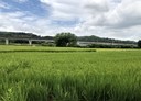 蘆竹區-土地，560.5坪