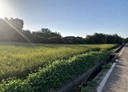 新屋區-大牛欄段土地，186坪
