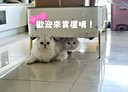 北屯區-祥順路一段3房2廳，67.6坪