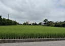 楊梅區-土地，1529坪