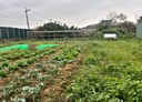 三芝區-車新路土地，233.2坪