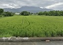 壽豐鄉-豐東段土地，1051坪