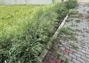 虎尾鎮-土地，303.2坪