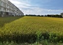 觀音區-新張段土地，668.9坪
