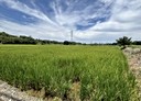觀音區-新張段土地，2461坪