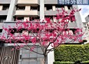 林口區-文化北路一段3房2廳，59.6坪