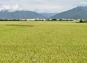 池上鄉-土地，44.5坪