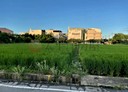 中壢區-土地，296.8坪