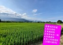 吉安鄉-吉興路三段土地，3425.5坪