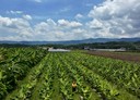 杉林區-月眉段土地，350.9坪