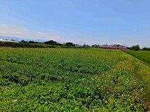 🌿🌿民雄有水電美農地🌿🌿05..
