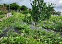 芎林鄉-土地，108.9坪