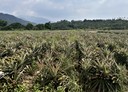 高樹鄉-土地，5051.6坪