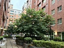 泰昌三街蔡姐承辦*捷運紅線..