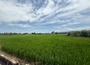 員山鄉-新洲子段土地，797坪