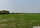 新屋區-德尚路土地，1475坪