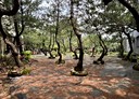 樹林區-南園段土地，158坪