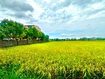 新樂園五結店🌱安農溪分洪堰..