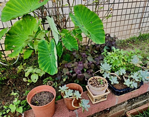 歐式350坪庭院獨棟別墅雅房出租🌳小資首選🌳無管理費 - Image 10