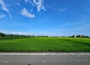 礁溪鄉-朝陽段土地，981.3坪