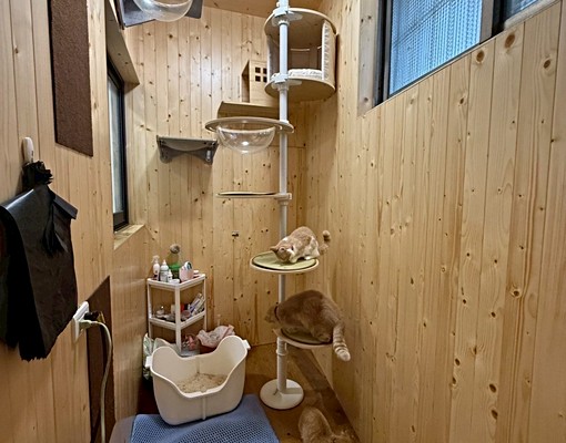 田心路女生套房~可貓可租補 - Image 2