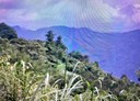 復興區-土地，1516坪