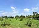 卓蘭鎮-西坪段土地，801.8坪