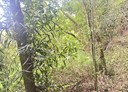 后里區-牛稠坑段土地，7107坪