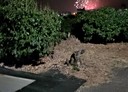 大樹區-土地，247.1坪