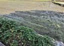 霧峰區-土地，867坪