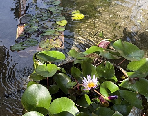 花蓮壽豐星月山丘|綠意盎然景觀大套房+全新完工+300坪園區 - Image 12
