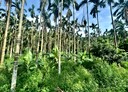 中埔鄉-土地，647坪