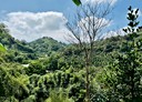 峨嵋鄉-峨眉段土地，1003.2坪