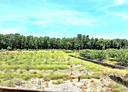 台東市-土地，826坪