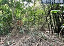 新埔鎮-泰陽段土地，1017.2坪