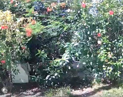 可寵.可租補.可植栽庭院花園大雅房分租.需工作證明 - Image 1