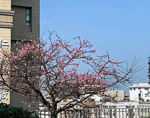 樹海景🌳仁愛敦化圓環✨優質生活圈|復興敦化大安捷運金三角 - Image 11