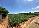 清水區-楊厝段土地，964.2坪