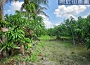 阿蓮區-土地，347.8坪