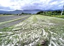 壽豐鄉-大坪段土地,975.1坪