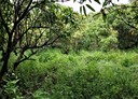 玉井區-土地，2606.3坪